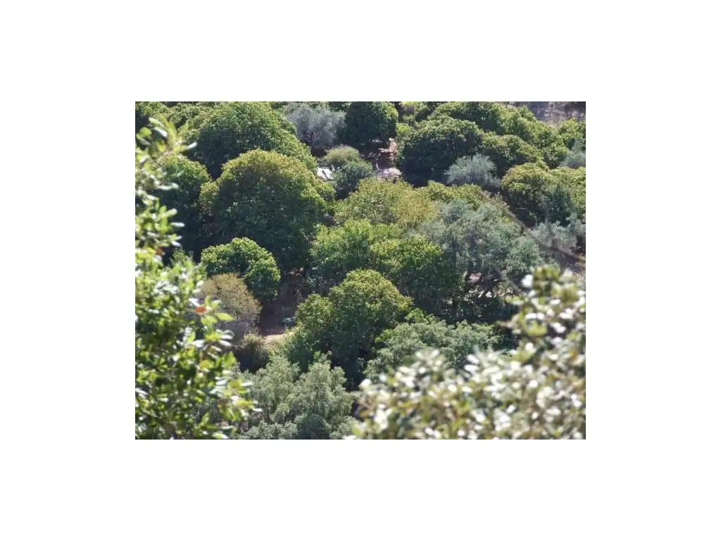 Maison à vendre à Faraján, imagen 2