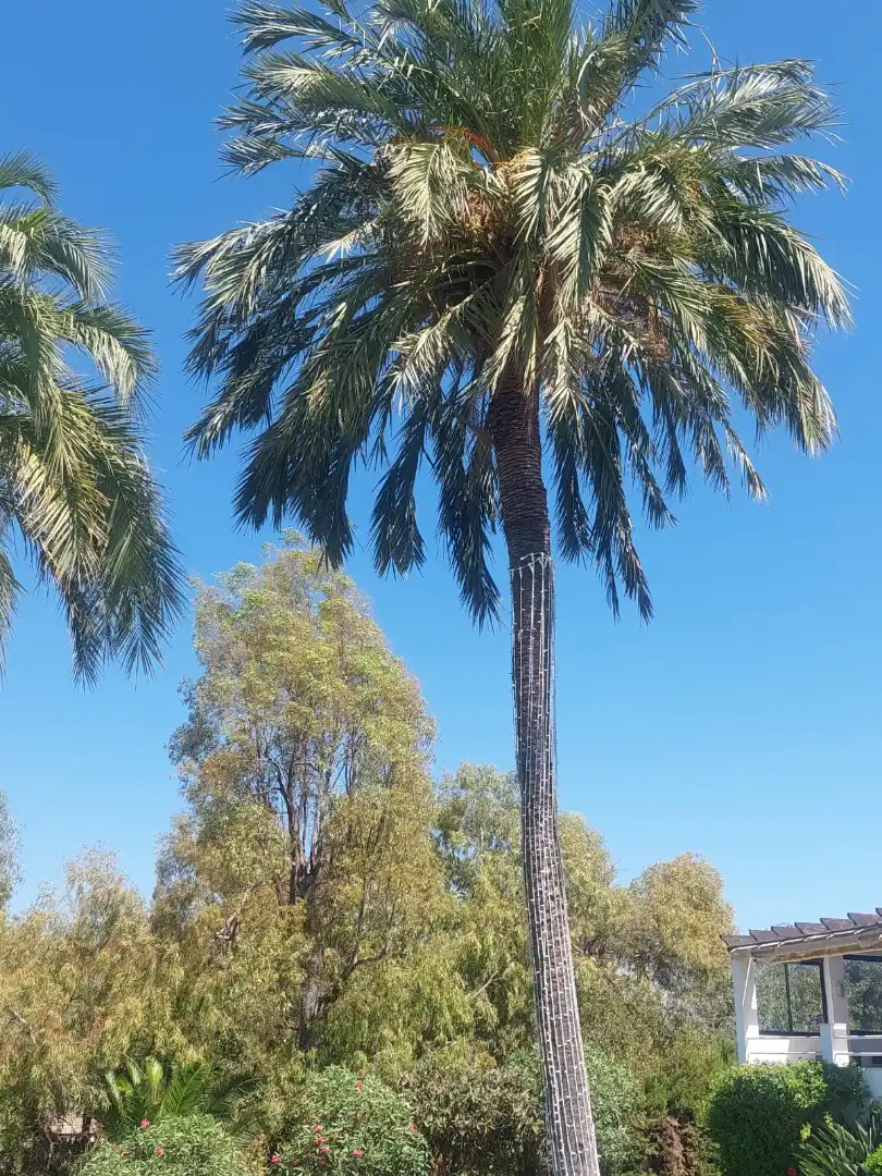 Adossat amb terrassa en venda a Calle Jazmín, imagen 40