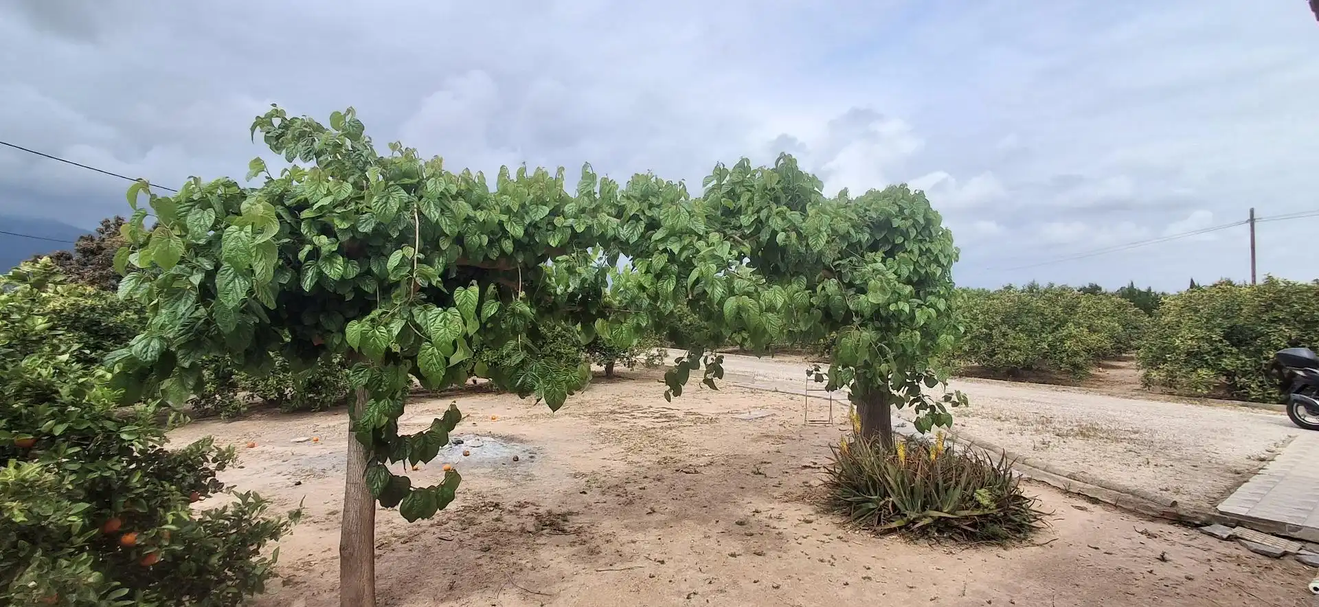 Casa o xalet en venda en Cullera amb Aire condicionat, Jardí privat i Moblat