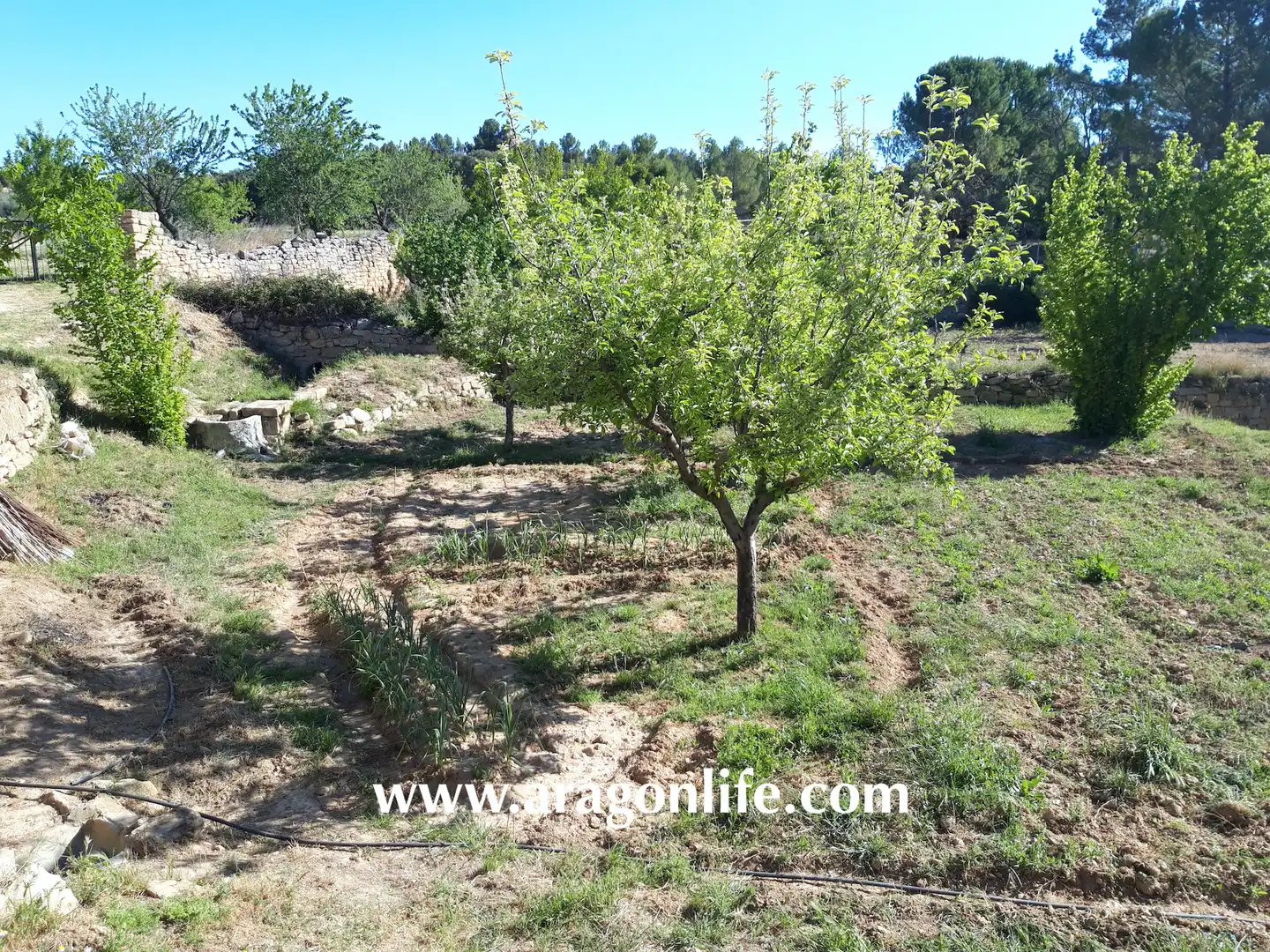 Finca rústica en venta en Calaceite