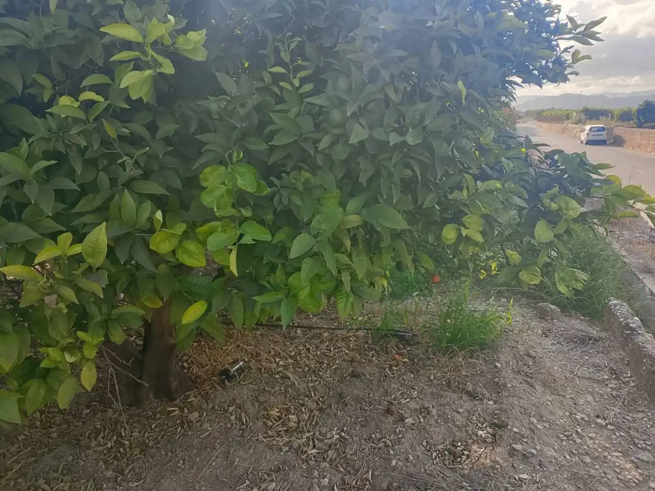Terreny rústic en venda a Camino Viejo de Xátiva, imagen 7