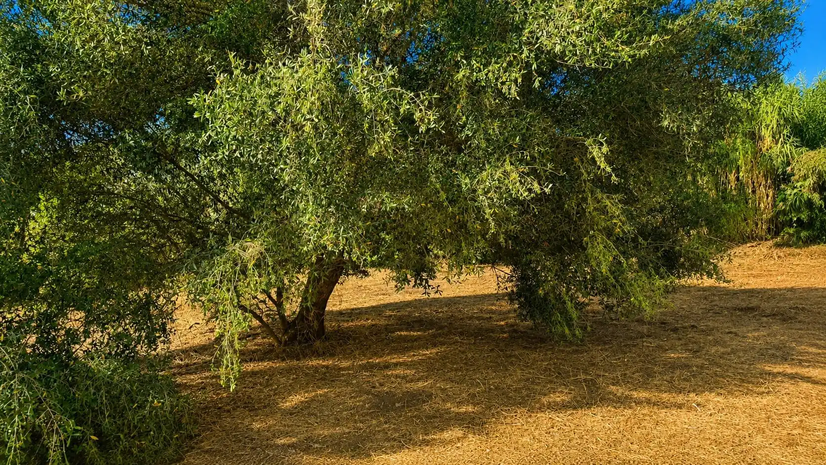 Wohnbaugrundstück zum Verkauf in La Banda - Campo de Fútbol, imagen 8