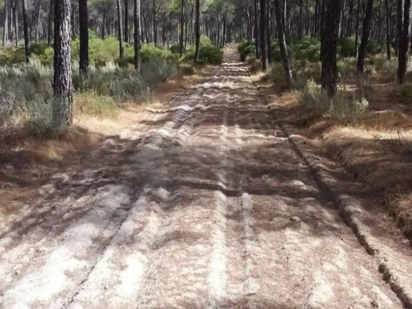 Vista exterior de Finca rústica en venda en Villamanrique de la Condesa amb Jardí privat i Traster