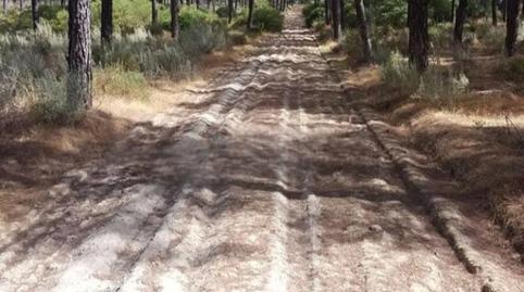 Foto 2 de Finca rústica en venda a Villamanrique de la Condesa, Sevilla