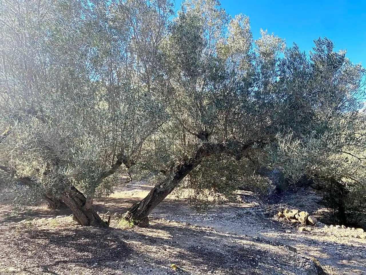 Terreno rustico in vendita a Aubachs, imagen 25