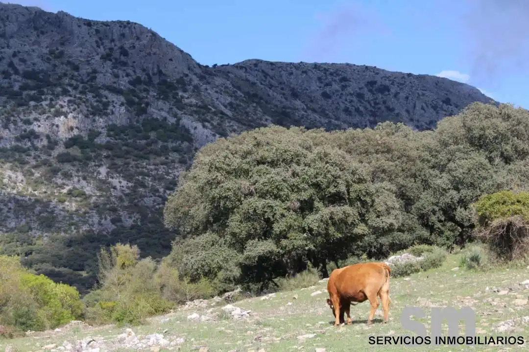 Terreni e lotti in vendita a Cortes de la Frontera, imagen 22