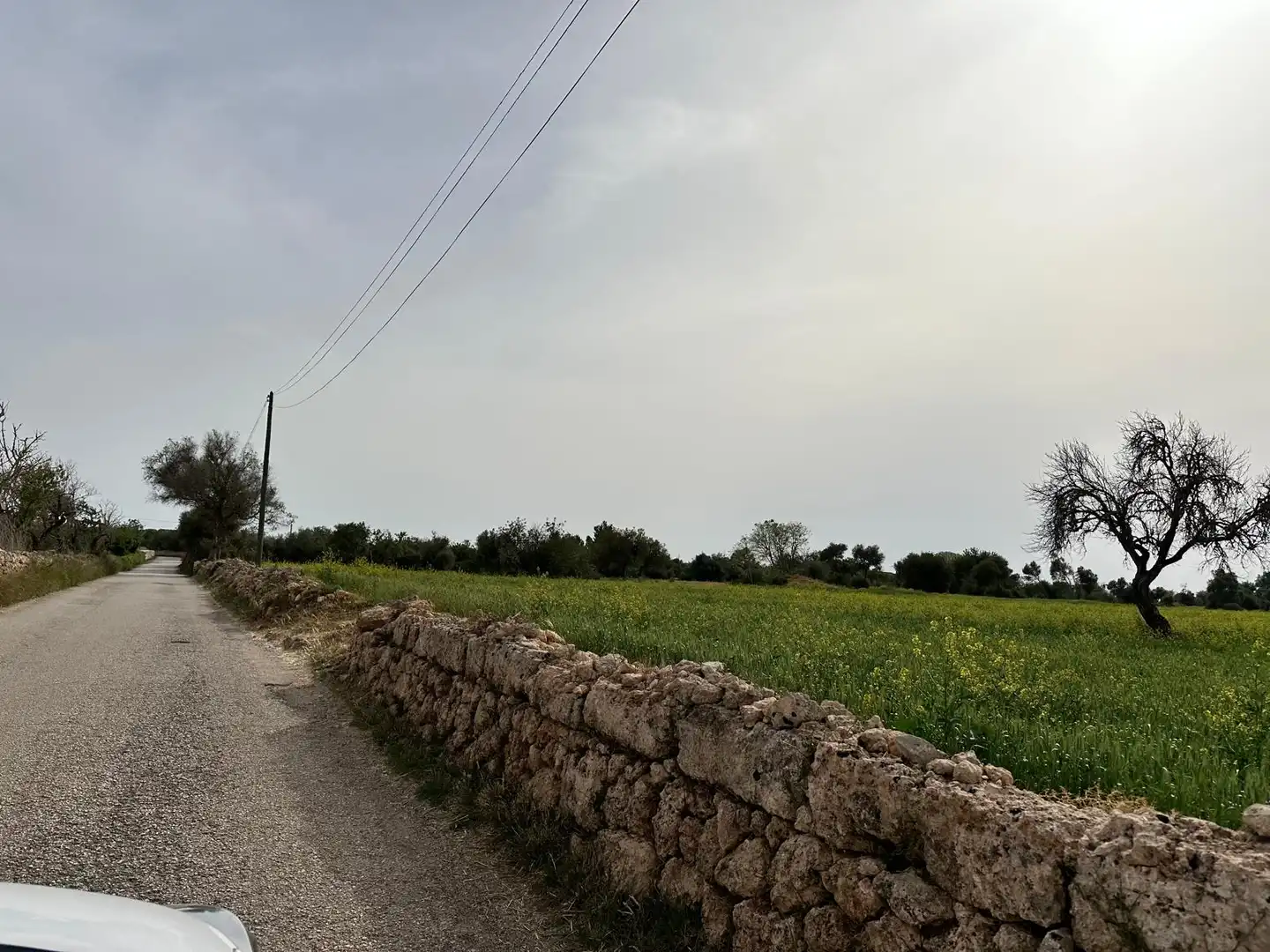 Grundstücke zum Verkauf in Algaida