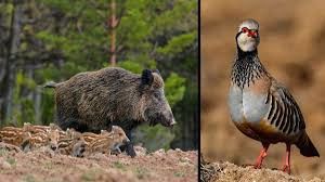 Garten von Grundstücke zur Miete in Munera