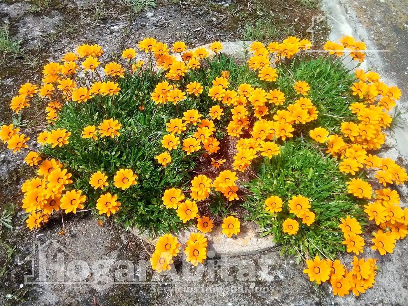 Jardí de Casa o xalet en venda en Badajoz amb Calefacció, Jardí privat i Terrassa