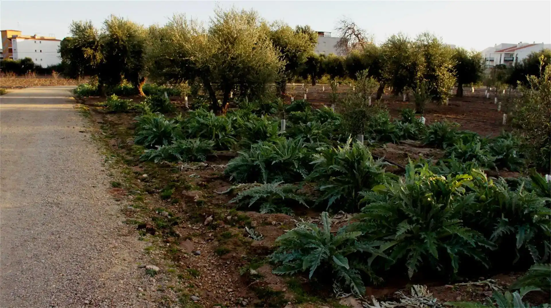 Garden of Land for sale in Cambrils
