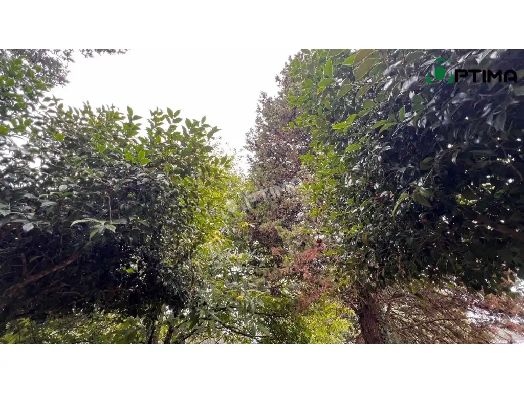 Rural land for sale in A Estrada, imagen 2