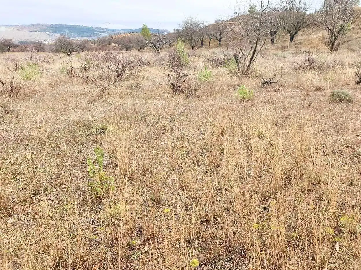 Terreno en venta en Maluenda