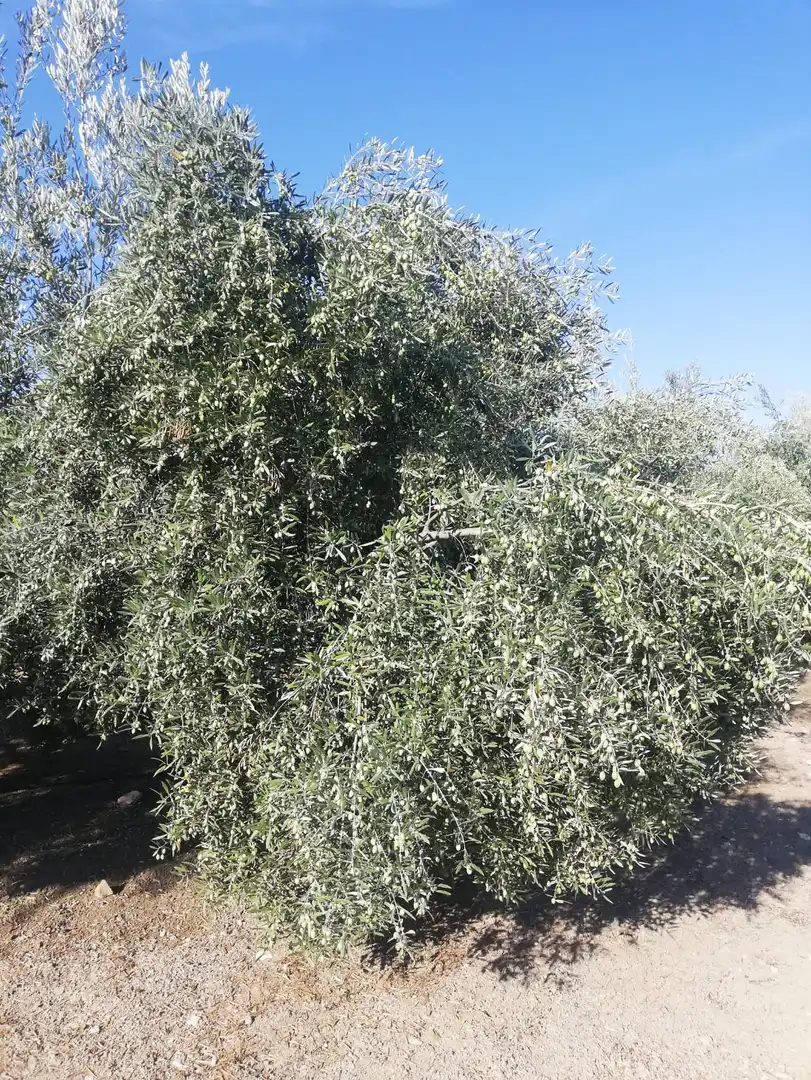 Terreni e lotti in vendita a Mengíbar, imagen 3