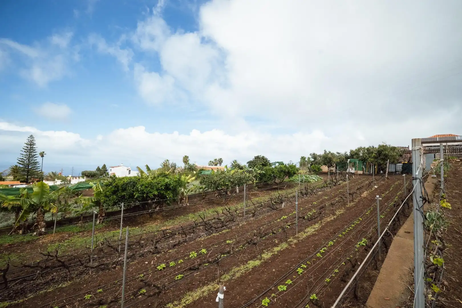 Jardín de Finca rústica en venta en El Sauzal