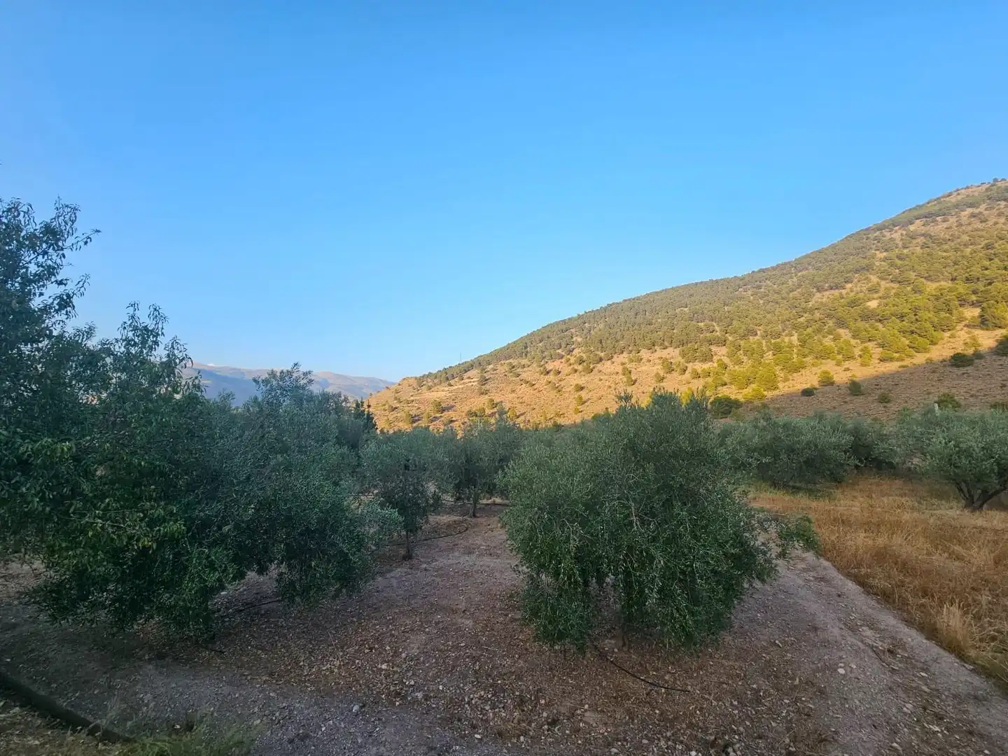 Finca rústica en venda en Fondón
