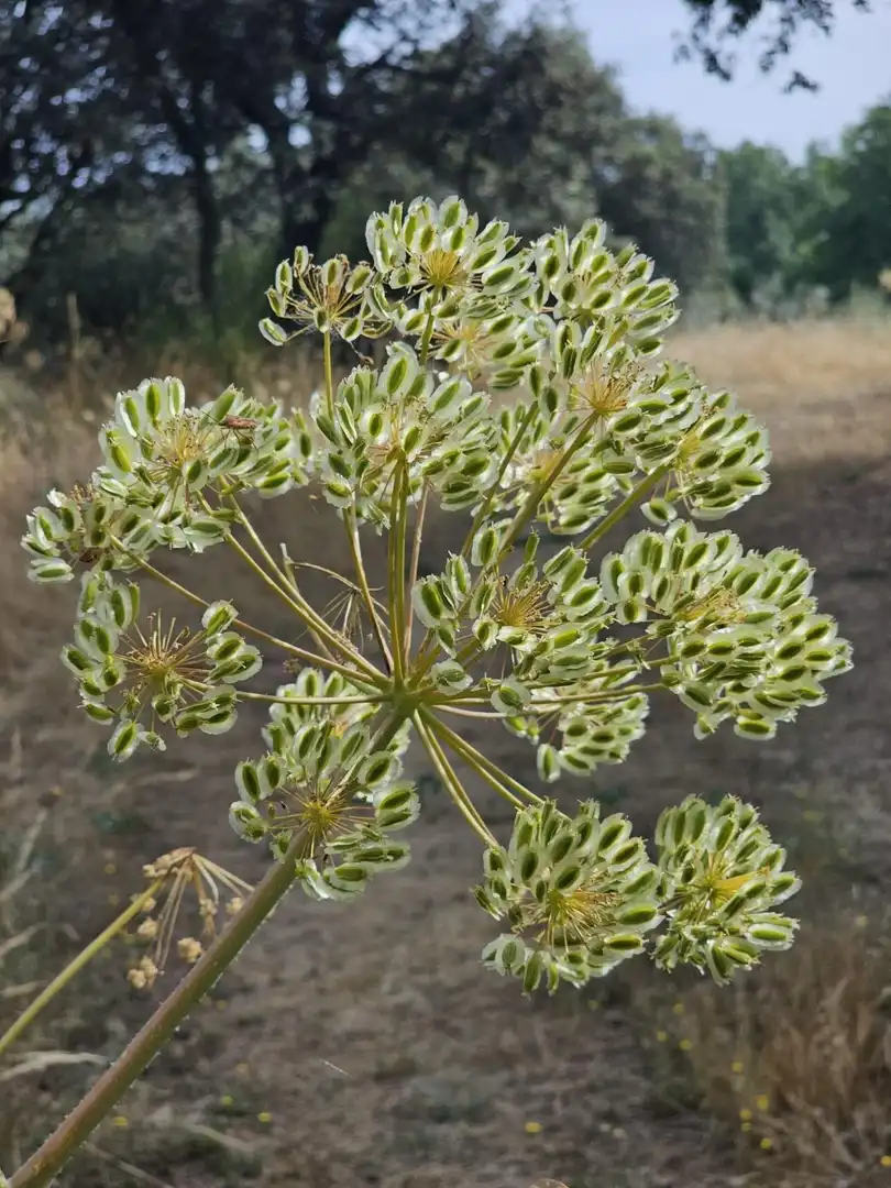 Terreno rustico in vendita a Valdemorillo pueblo, imagen 21