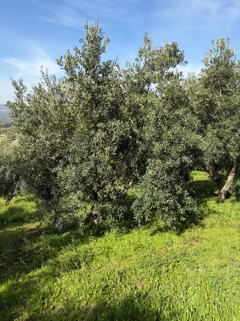 Rural land for sale in Poleares, imagen 2