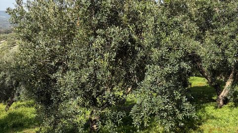 FINCA OLIVAR CON NAVE Y SUBVENCIÓN, immagine 2