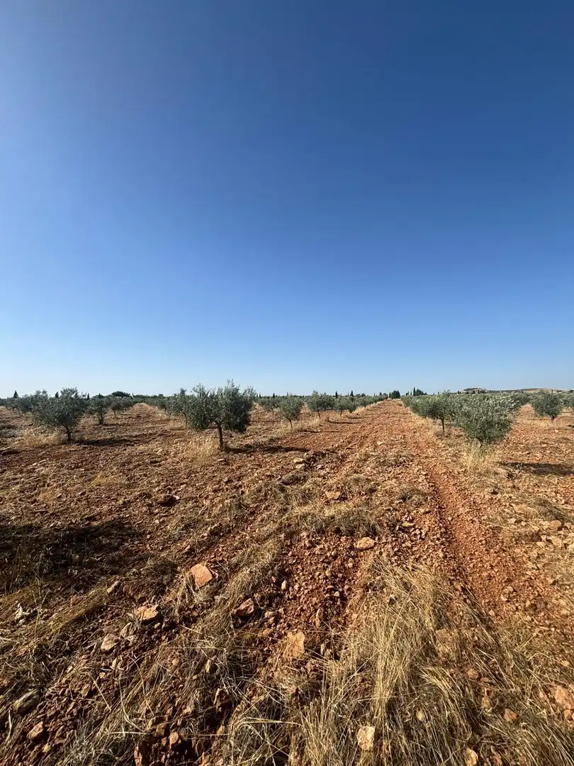 Rural land for sale in Valdepeñas, imagen 3