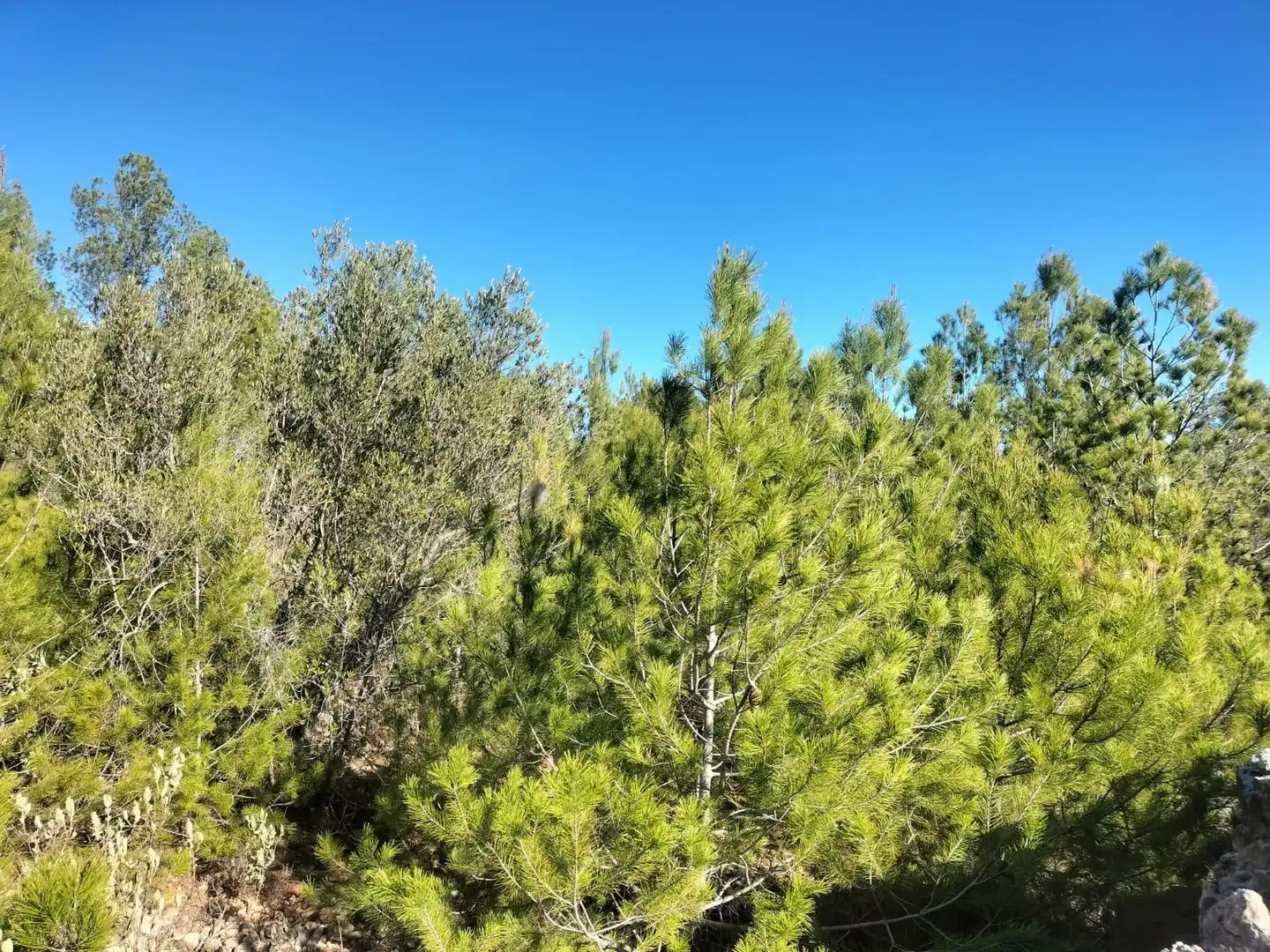 Terreno rustico in vendita a Polígono 6 Parcela 31 CARRASQUETA. NAVARRES (VALE 6, imagen 8