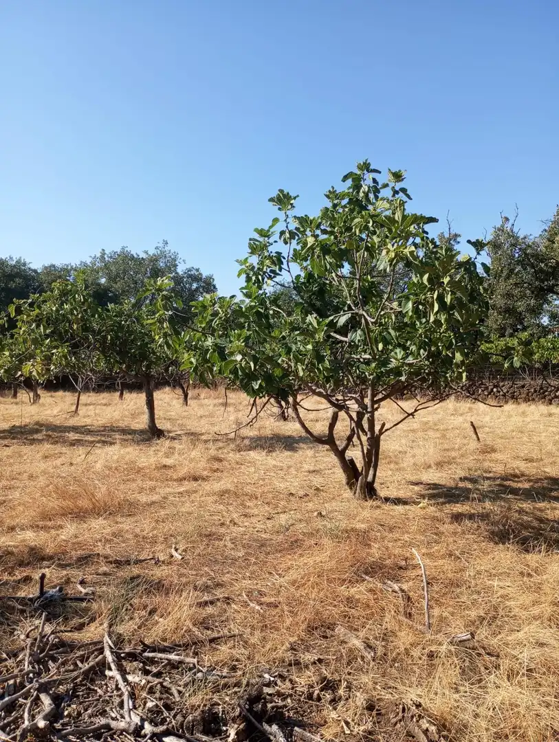Terreni e lotti in vendita a Candeleda, imagen 13