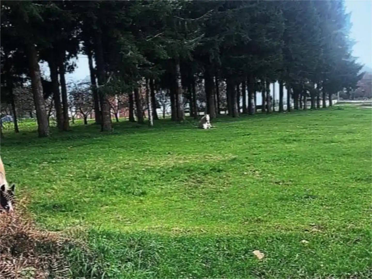 Terreno en venta en Castro de Rei