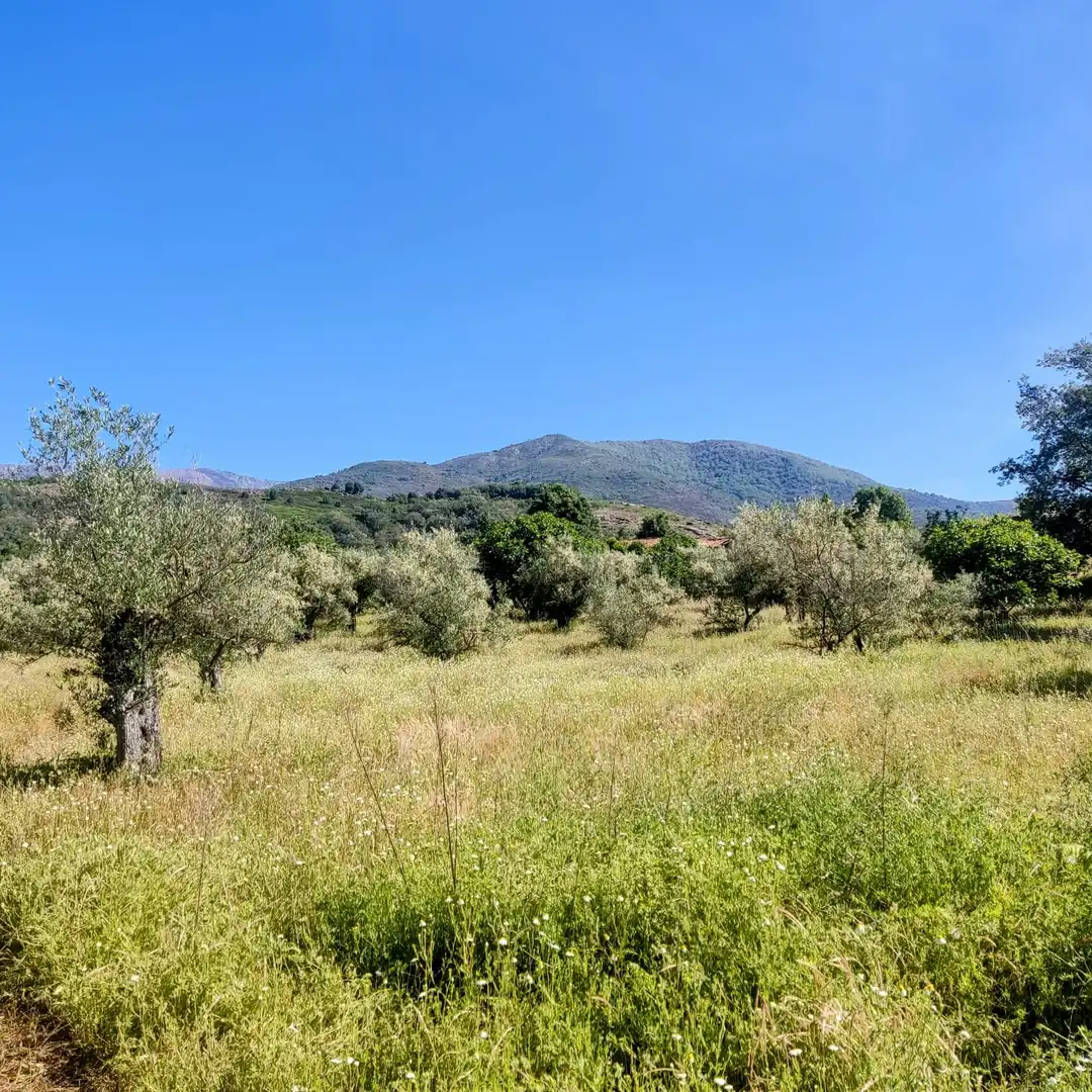 Land for sale in Jarandilla de la Vera