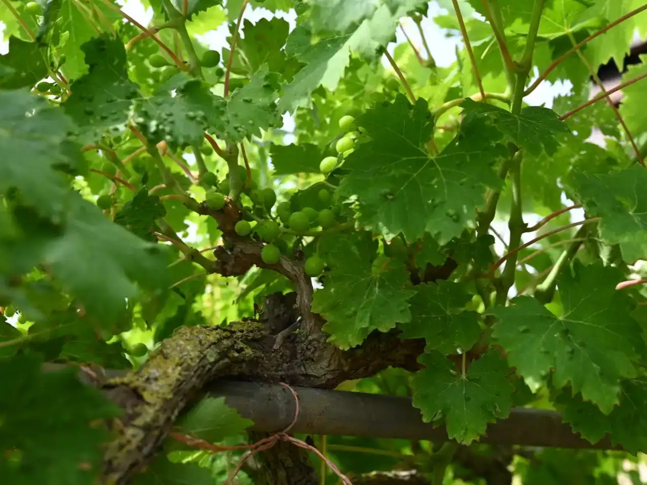 Jardí de Casa o xalet en venda en Sant Antoni de Vilamajor amb Aire condicionat i Balcó