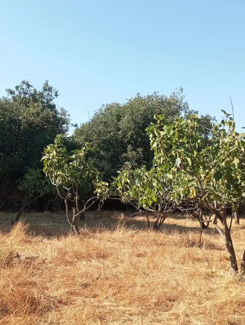 Terreni e lotti in vendita a Candeleda, imagen 10