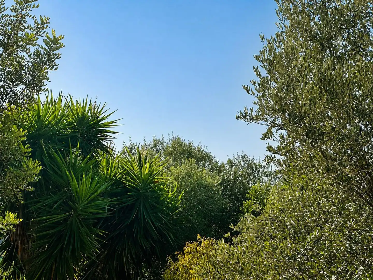 Jardín de Casa o chalet en venta en Amposta