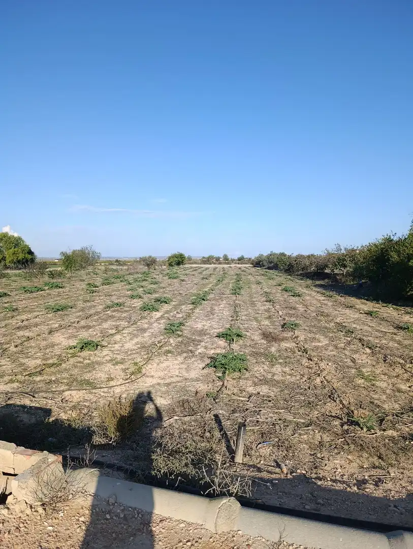 Terrain rustique à vendre à La Marina, imagen 10