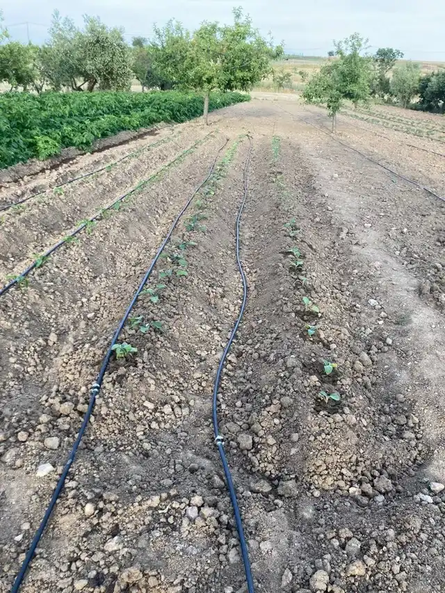 Grundstücke und Bauplätze zum Verkauf in Dos Torres, imagen 15