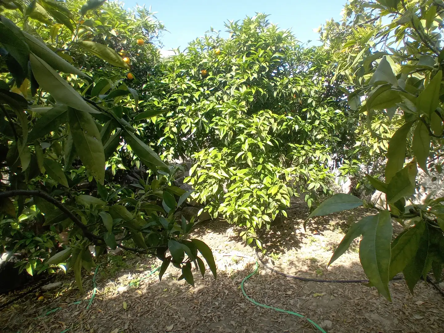 Maison mitoyenne avec jardin à vendre à Alozaina, imagen 20