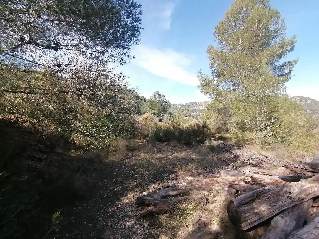 Rural land for sale in Camino de Raca