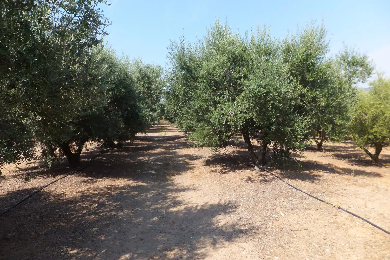 Terreno rústico en venta en Vial Camino, imagen 12