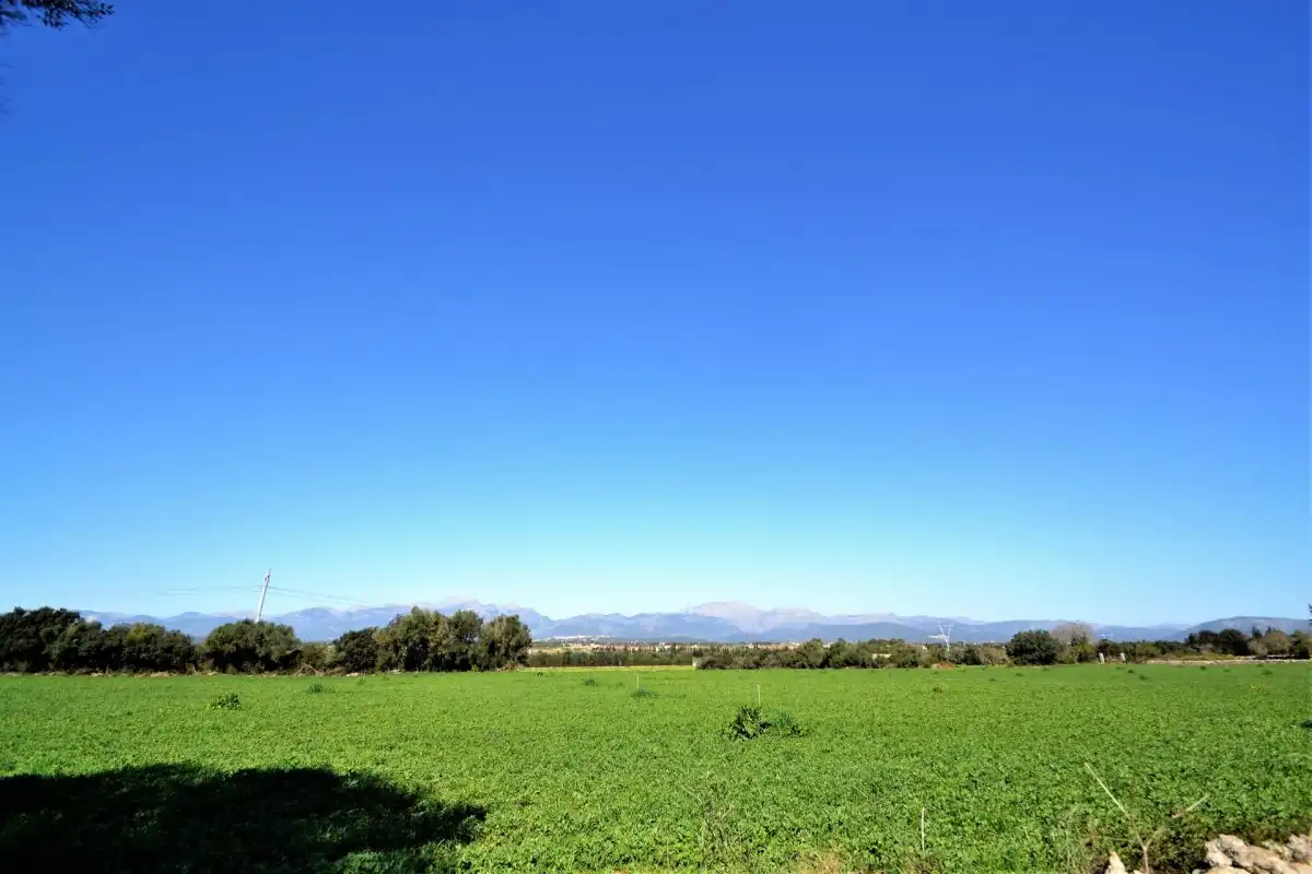 Rural land for sale in Muro, imagen 2