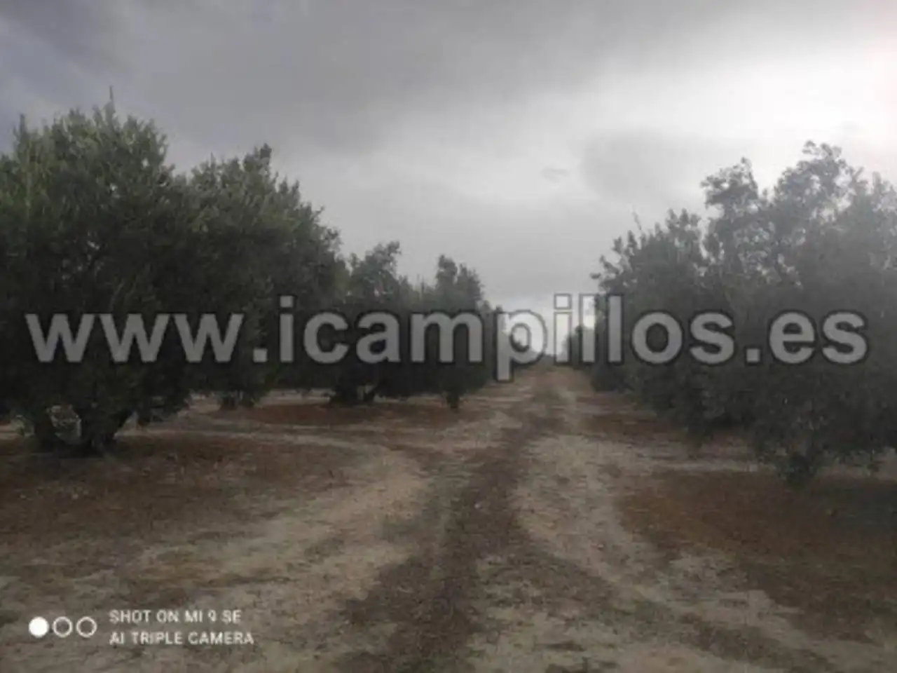 Terrain rustique à vendre à Calle TERMINO DE BAENA, imagen 2