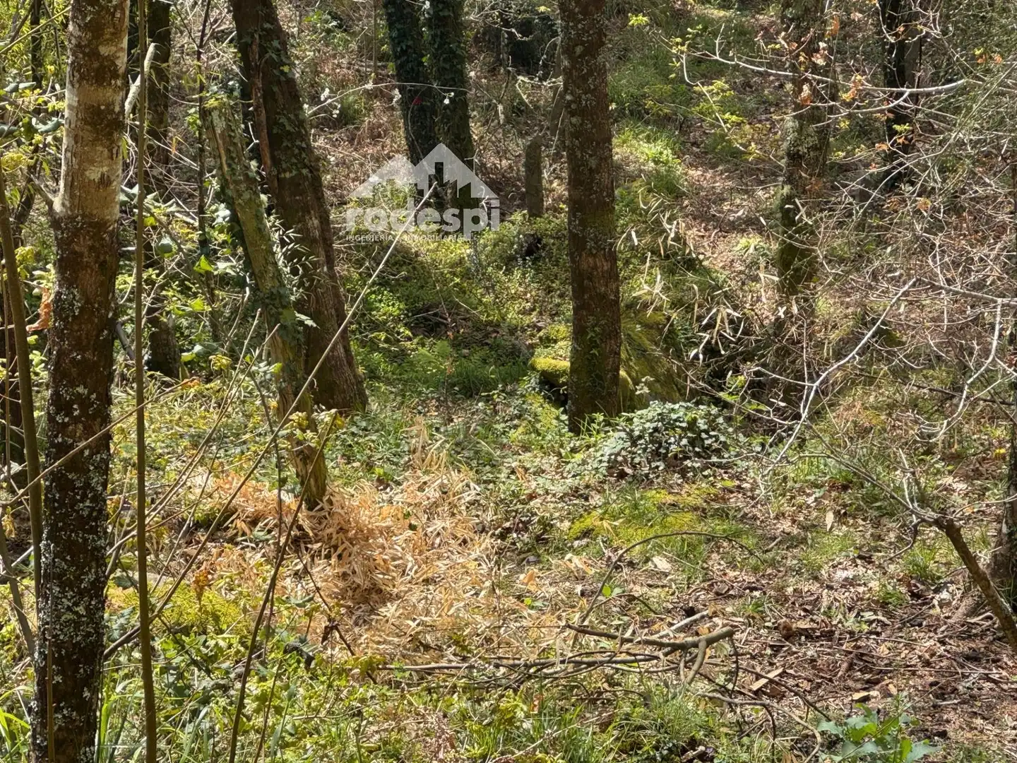 Rural land for sale in Arbo, imagen 11