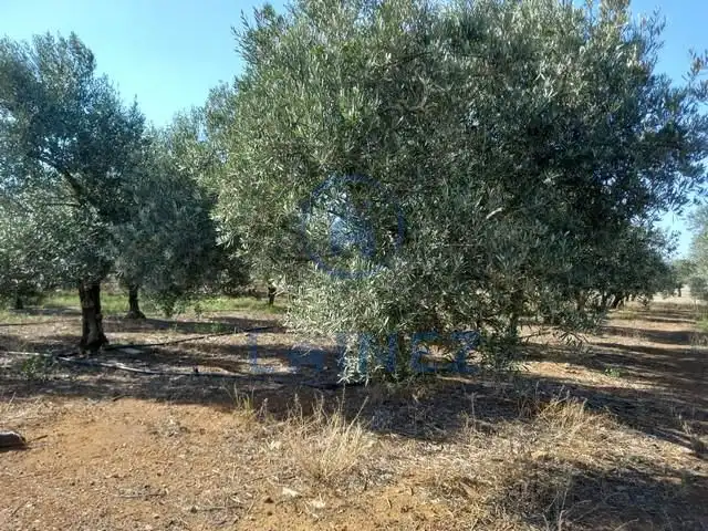 Rural land for sale in Fuente Obejuna, imagen 42