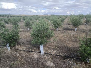 Terreno rustico in vendita a Mascaraque