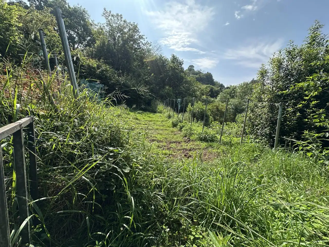 Finca rústica en venta en Cabranes