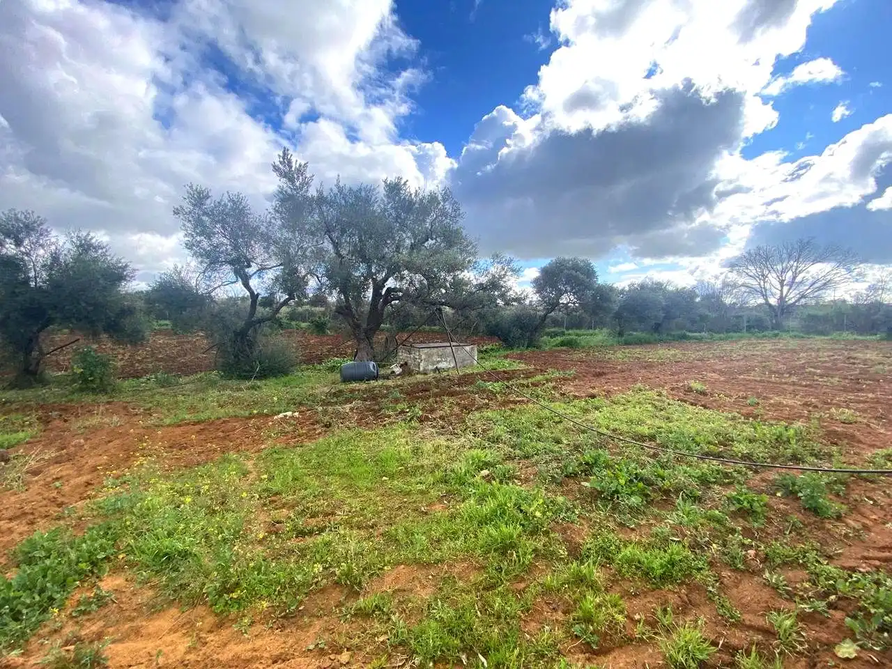Finca rústica en venta en El Viso del Alcor