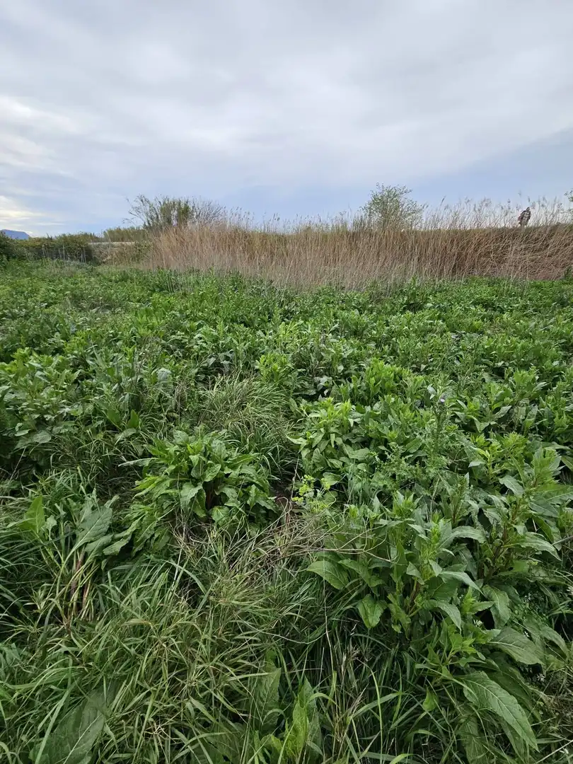 Terreno en venta en Beniel