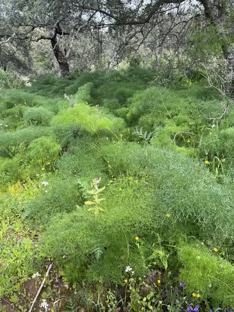 Jardí de Finca rústica en venda en Pozoblanco amb Jardí privat, Piscina i Balcó