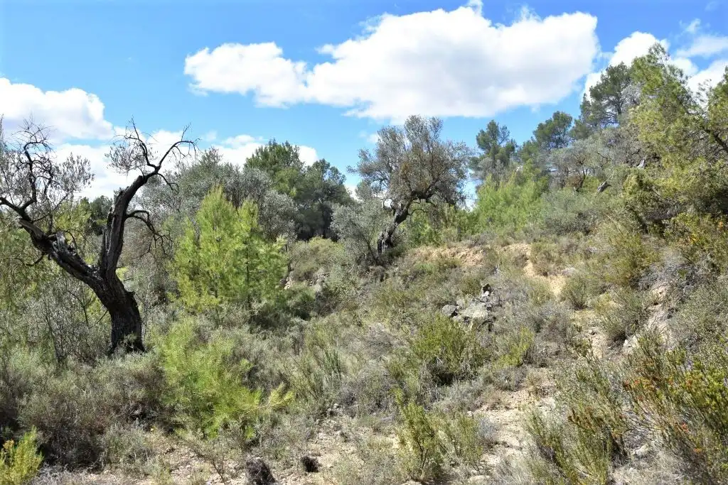 Terreni e lotti in vendita a Arens de Lledó, imagen 4