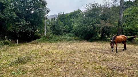 FINCA EDIFICABLE A 10 KM DE LA PLAYA, imagen 5