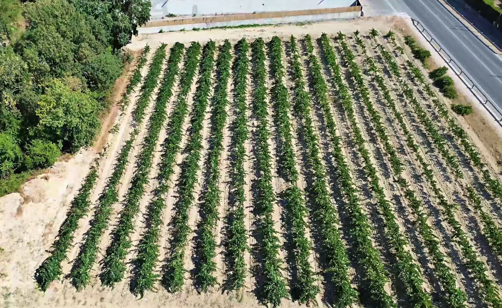 Vista exterior de Casa o xalet en venda en Pacs del Penedès amb Calefacció, Terrassa i Traster