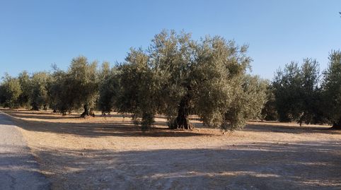 OLIVAR TRADICIONAL A PIE DE CARRETERA TOTALMENTE LLANO, immagine 2