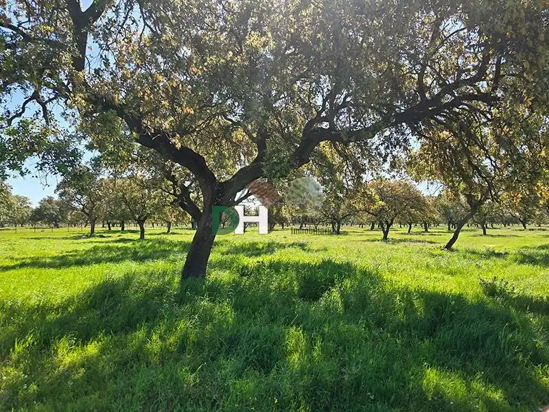 Terreni e lotti in vendita a Carretera de Sevilla - Los Montitos, imagen 4