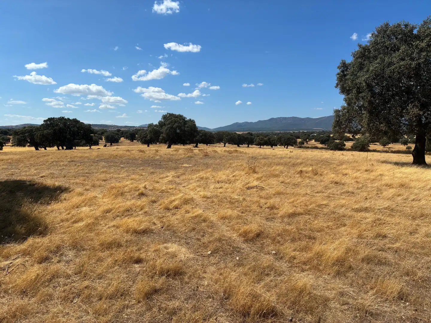 Terreno rustico in vendita a Mohedas de la Jara, imagen 9